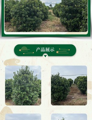 林木庭院種植全冠叢生楊梅樹四季常青果大味濃甜全國發(fā)貨