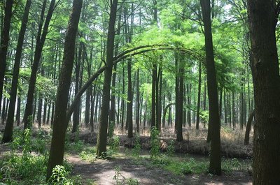 進去之后就被震撼了,當天很熱,但在林子里面真是涼快&hellip; 林木都是水杉和池杉,據(jù)說是80年代.