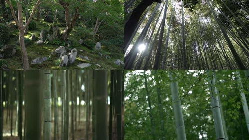 森林樹木拍攝小妙招,凌晨兩點視頻素材網(wǎng),林木視頻素材拍攝