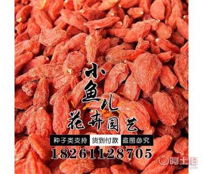 【廠家批發(fā)林木種子枸杞種子價(jià)格包發(fā)芽紅枸杞種子銷售】沭陽縣扎下鎮(zhèn)小魚兒花卉園藝場(chǎng) - 產(chǎn)品庫