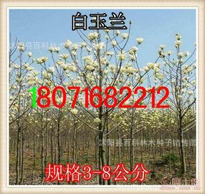 【供應(yīng):紫玉蘭紫玉蘭小苗(保質(zhì)保量貨到付款】沭陽縣百科林木種子銷售部 - 產(chǎn)品庫
