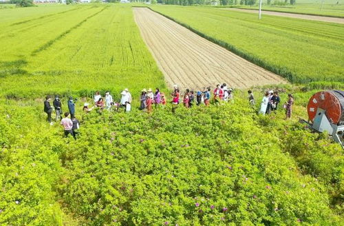 駐馬店市首屆盛景玫瑰園鮮花節啟動