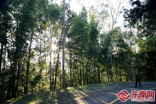 華安縣竹類植物園入選第一批省級林木種質資源庫