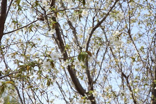 免費(fèi)賞花 這里的牡丹花海即將盛開(kāi)