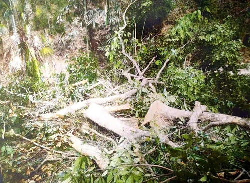 山中采藥發(fā)現(xiàn)珍貴林木,一時(shí)貪心帶來(lái)的一生悔恨