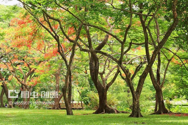 秋天的林木Autumn forest trees