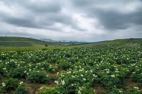 一送最少幾十噸,支援湖北的背后是世界第一硬核蔬菜大國(guó)