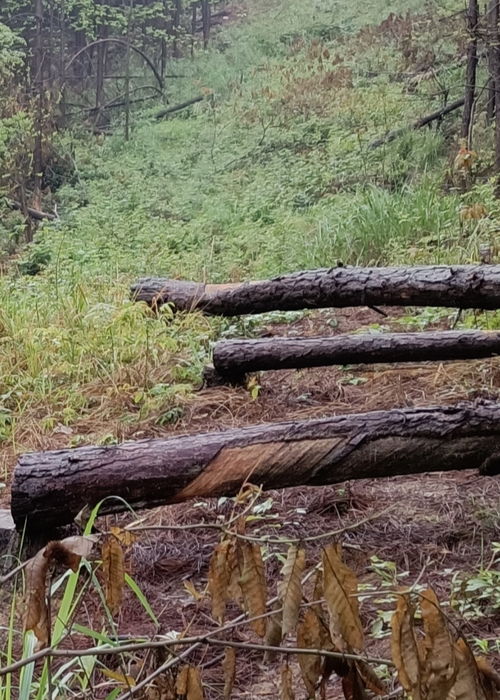 冷水灘區(qū)良木塘村村民經(jīng)濟(jì)林木被砍伐無(wú)補(bǔ)償