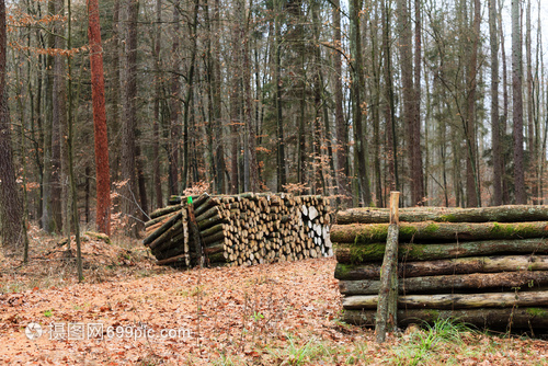 林木秋天森的材伐新剪的樹(shù)堆積起來(lái)秋天的風(fēng)景