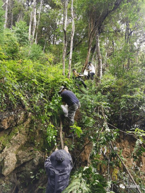 贊 沙縣在全省率先通過林木種質(zhì)資源普查省級(jí)復(fù)核