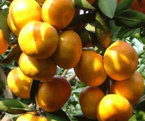 湘潭世紀(jì)紅美國(guó)糖橘種植基地詢問報(bào)價(jià) 湖南千思農(nóng)林