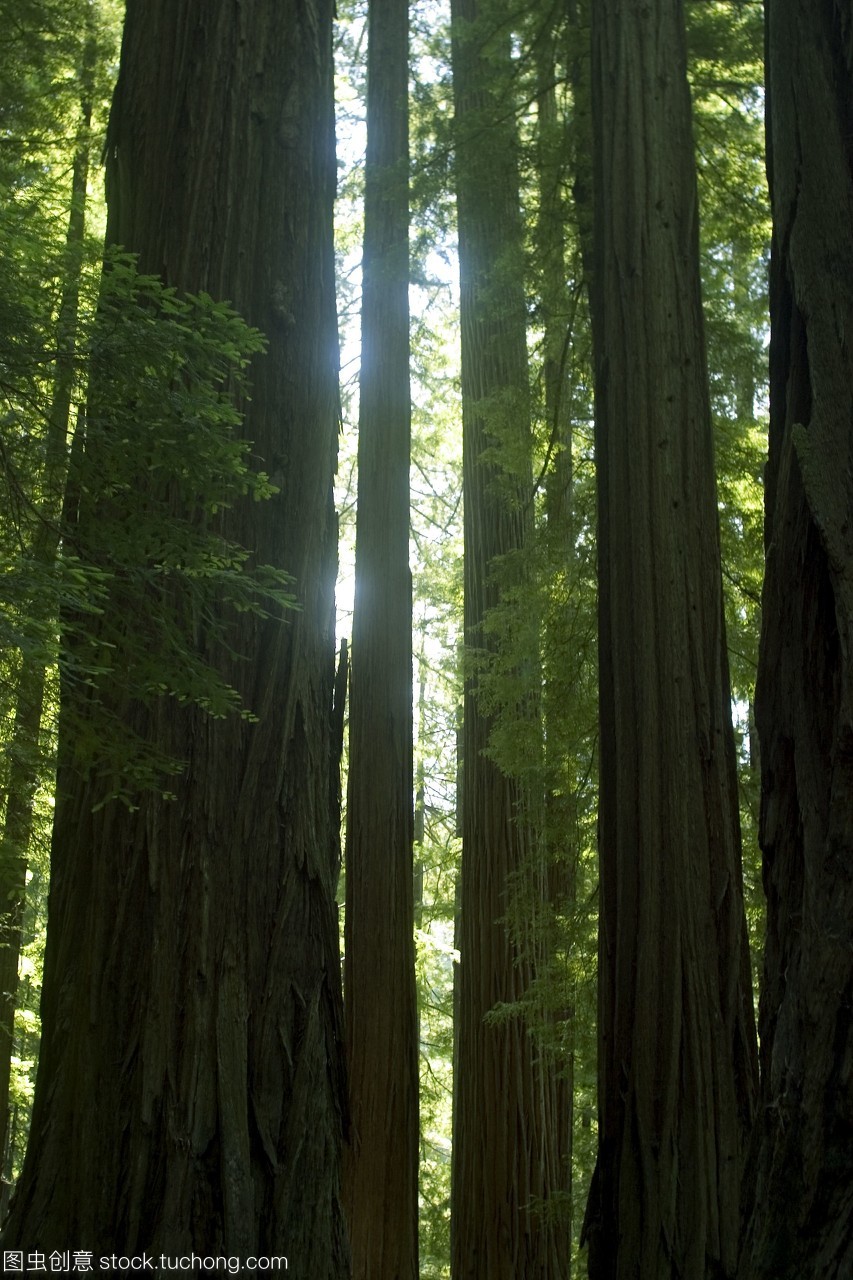 高大的林木