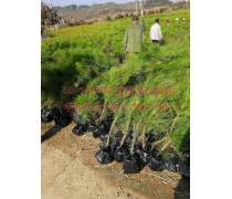 【千香百戀批發綠化專業林木種子進口濕地松種子馬尾松油松種子】沭陽春梅苗木園藝場 - 產品庫