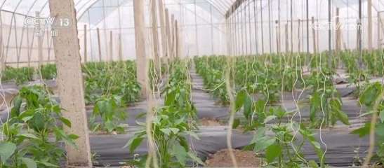 太空"種菜"成果豐碩 航天育種培育的超級蔬菜豐富百姓餐桌