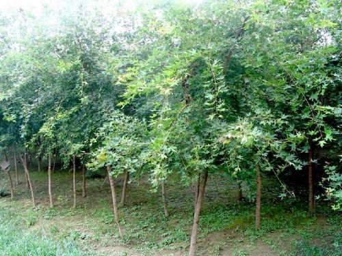 定州君濤林木育苗場 常綠樹、大喬木與花卉的綠色寶藏