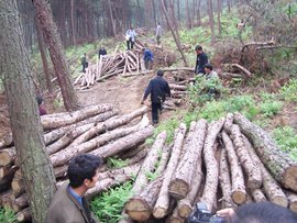 亂伐林木罪 法律定義、構成要件與生態保護意義