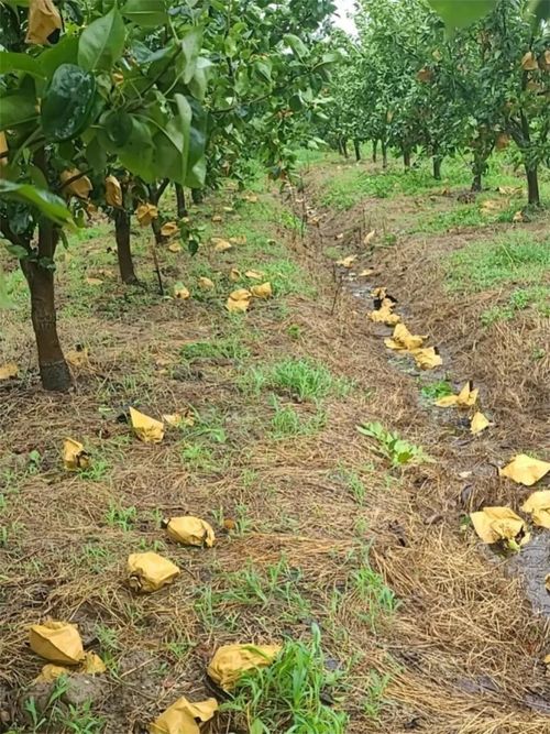 臺風‘煙花’過后，如何加快林木恢復？花卉專家給出指導意見