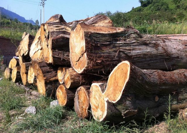 中澳貿易矛盾激化，澳大利亞商家暫停蔬菜對華出口