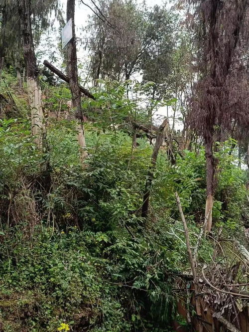 蓬安城區山林何以變身盆景？生態美學背后的治理邏輯