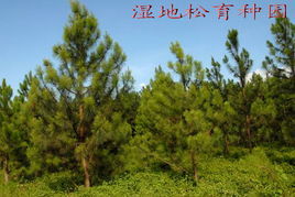 北海市林木良種蔬菜的培育 創新與生態結合的農業之路