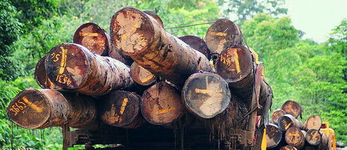 榮興原木家裝定制 雙11匠心鉅惠，尊享自然品質生活