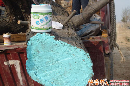 科學護理植物傷口 從樹木修剪到蔬菜培育的傷口保護指南