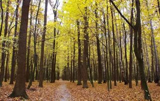 2017年農村征地補償新政策 菜田地補償標準最高，花卉用地如何認定？