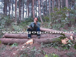 林木被盜伐，老漢不回家